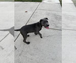 American Staffordshire Terrier-Unknown Mix Dogs for adoption in San Antonio, TX, USA