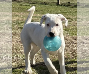 Labrador Retriever-Unknown Mix Dogs for adoption in Unionville, PA, USA