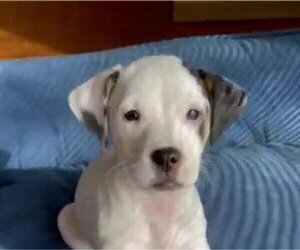 Medium Photo #5 Beagle-Unknown Mix Puppy For Sale in Wheaton, IL, USA