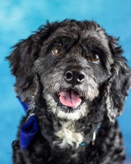Cockapoo Dogs for adoption in Fort Lauderdale, FL, USA