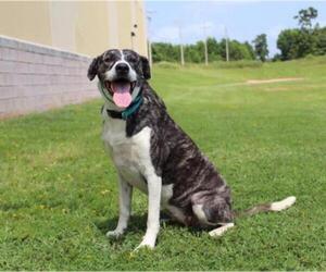 Mutt Dogs for adoption in Longview, TX, USA