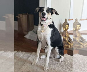 Mutt Dogs for adoption in Westwood, NJ, USA