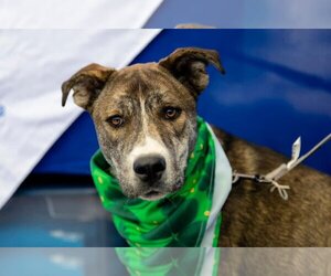 Huskies -Unknown Mix Dogs for adoption in Garner, NC, USA