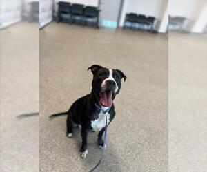 American Pit Bull Terrier Dogs for adoption in Saginaw, MI, USA