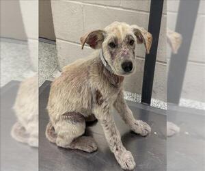 Labrador Retriever-Unknown Mix Dogs for adoption in Conroe, TX, USA
