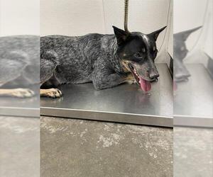 Mutt Dogs for adoption in Rosenberg, TX, USA