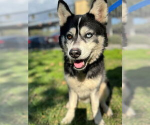 Siberian Husky Dogs for adoption in Riverside, CA, USA