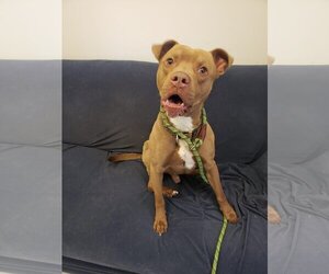 Bullboxer Pit Dogs for adoption in Mt. Gilead, OH, USA