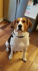 Treeing Walker Coonhound Dogs for adoption in Asheville, NC, USA
