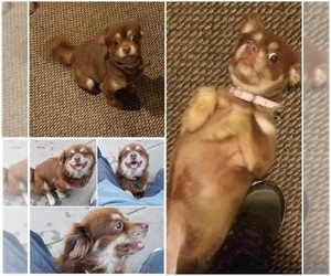 Chiranian Dogs for adoption in aurora, IL, USA
