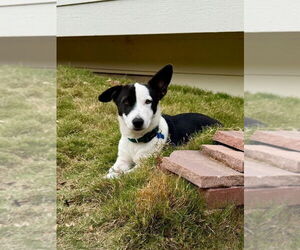 Border Collie-Unknown Mix Dogs for adoption in Denver , CO, USA