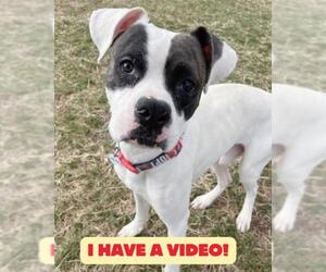 American Bulldog-Unknown Mix Dogs for adoption in Forestville, MD, USA