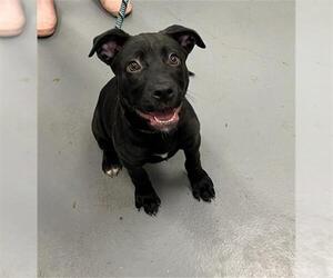 Labrador Retriever-Unknown Mix Dogs for adoption in Peoria, IL, USA