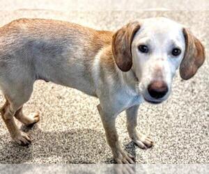 Labrador Retriever Dogs for adoption in Houston, TX, USA