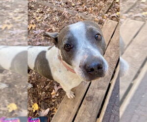 American Pit Bull Terrier-Labrador Retriever Mix Dogs for adoption in Brewster, NY, USA