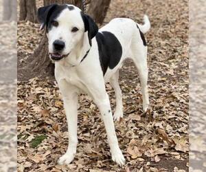 Labrador Retriever Dogs for adoption in Denison, TX, USA