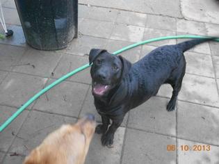 Mutt Dogs for adoption in Brighton, TN, USA