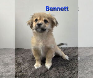 Pekingese-Unknown Mix Dogs for adoption in Modesto, CA, USA
