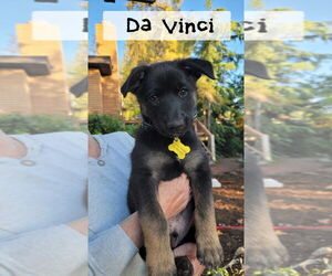 German Shepherd Dog Dogs for adoption in Sandy, UT, USA