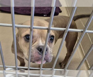 American Pit Bull Terrier-Unknown Mix Dogs for adoption in Decatur, IL, USA