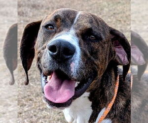 Mutt Dogs for adoption in Canton, CT, USA