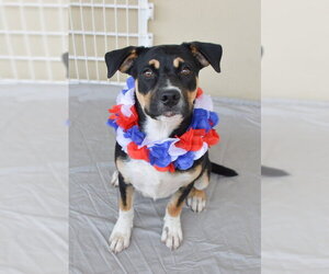 Mutt Dogs for adoption in McKinney, TX, USA
