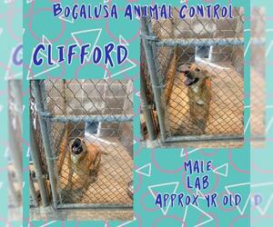 Black Mouth Cur-Labrador Retriever Mix Dogs for adoption in Franklinton, LA, USA