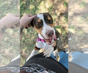 Basschshund Dogs for adoption in Pleasanton, TX, USA
