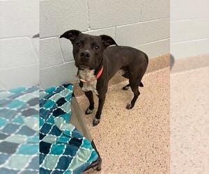 Mutt Dogs for adoption in Brighton, CO, USA