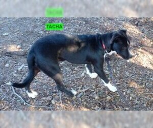 American Pit Bull Terrier-Labrador Retriever Mix Dogs for adoption in Woodland Hills, CA, USA