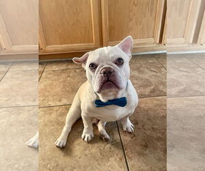 French Bulldog Dogs for adoption in Las Vegas, NV, USA