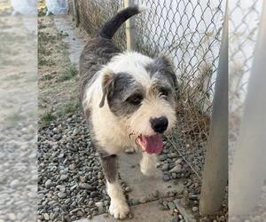 American Pit Bull Terrier-Poodle (Standard) Mix Dogs for adoption in Sacramento, CA, USA