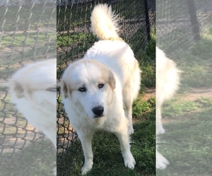 Great Pyrenees-Unknown Mix Dogs for adoption in Alexander, AR, USA