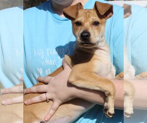 Feist Terrier-Jack Russell Terrier Mix Dogs for adoption in Prattville, AL, USA