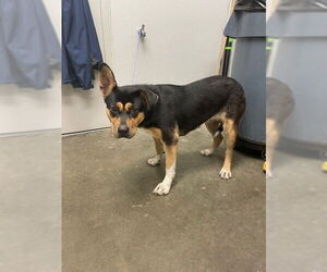 Labrador Retriever-Unknown Mix Dogs for adoption in Rosenberg, TX, USA