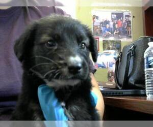 Shollie Dogs for adoption in Pasadena, TX, USA