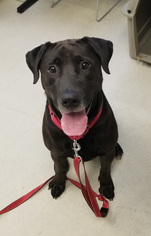 Labrador Retriever Dogs for adoption in Shaftsbury, VT, USA