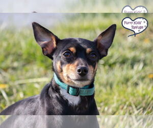 Rat-Cha Dogs for adoption in Lee's Summit, MO, USA