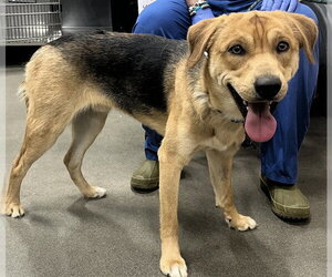 Labrador Retriever-Unknown Mix Dogs for adoption in Forestville, MD, USA