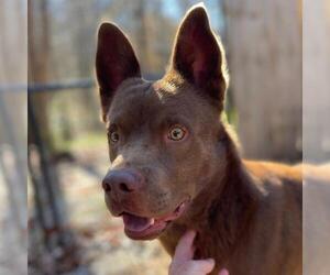 Australian Kelpie-Labrador Retriever Mix Dogs for adoption in Yardley, PA, USA