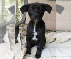 Sheprador Dogs for adoption in Newnan, GA, USA
