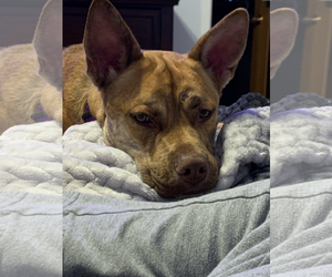Mutt Dogs for adoption in Chandler, AZ, USA
