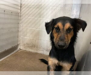 German Shepherd Dog-Unknown Mix Dogs for adoption in San Bernardino, CA, USA