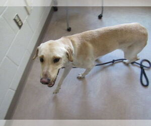 Labrador Retriever-Unknown Mix Dogs for adoption in Derwood, MD, USA