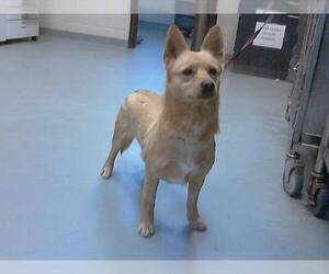 Pembroke Welsh Corgi-Unknown Mix Dogs for adoption in Fayetteville, NC, USA
