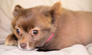Pomeranian Dogs for adoption in Bon Carbo, CO, USA