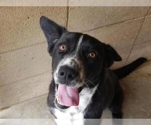 Medium Photo #1 Border Collie Puppy For Sale in Ojai, CA, USA