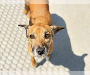 Border Terrier-Unknown Mix Dogs for adoption in Tulsa, OK, USA