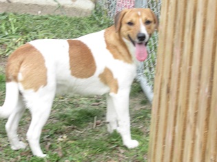 Beagle-Unknown Mix Dogs for adoption in Statesboro, GA, USA