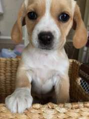 Bocker Dogs for adoption in DALLAS, TX, USA